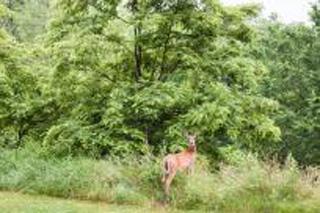Deer