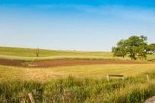Yellow-green field, across which runs a dirt road